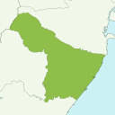 Suzuka - kiwi