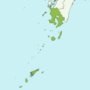 Kagoshima - kiwi